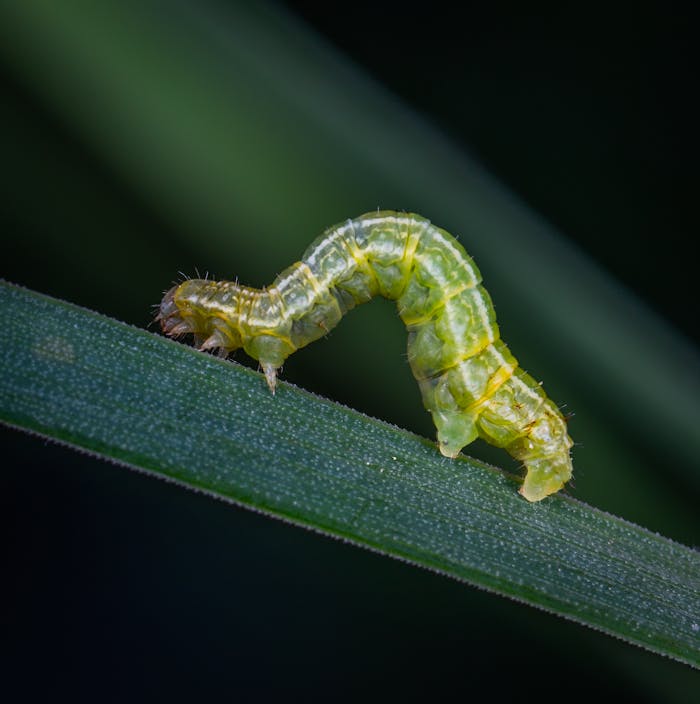 Macro shot of a green caterpillar on a leaf, showcasing details of its body.